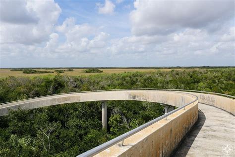 Shark Valley Close Encounters With Wildlife In Everglades National