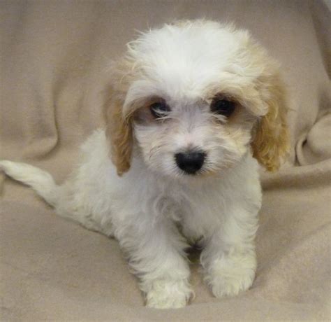 8 wks old, shots and tail docked. Cavachon Puppies for sale in London | London, West London ...