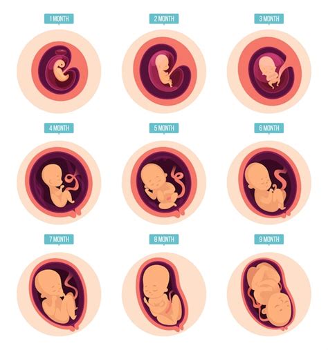 Etapas Del Desarrollo Embrionario Humano Vector Gratis Porn Sex Picture