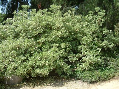 Maybe you would like to learn more about one of these? Pittosporum tobira 'Variegata'