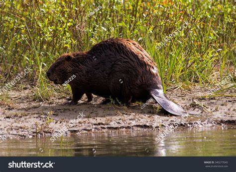 A Canadian Beaver Drying On The Side Of A River Banff National Park