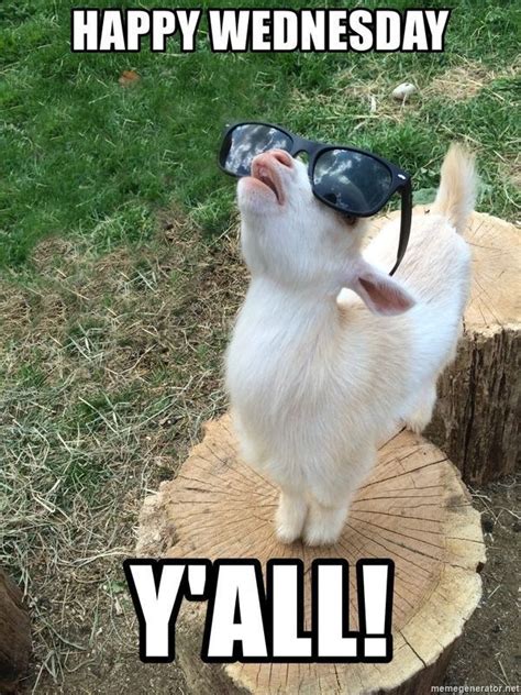 Happy Wednesday Memes To Post To Social Media Goats