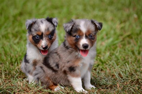 Mini/toy australian shepherds are a great breed. Best Dog Food Bowl and Water Bowl For Your Toy Australian ...