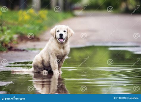 Happy Golden Retriever Puppy Sitting In A Puddle Stock Photo Image Of