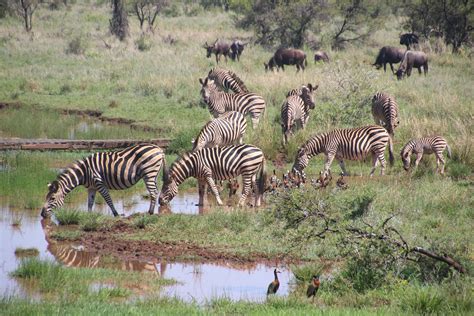Herd Of Zebras On Grass Field · Free Stock Photo