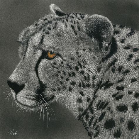 Cheetah Drawing By Robyn Bromham Pixels