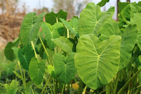 Elephant ear—elephant ear plants are so named because the leaves resemble the ears of elephants. Alocasia (Elephant Ear) Poisoning in Dogs - Symptoms ...