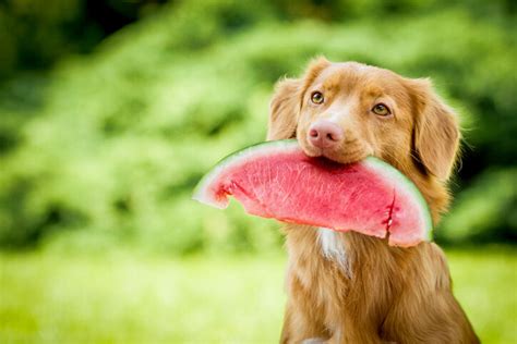 Why Do Dogs Love Human Food 5 Healthy Things You Should Feed Them