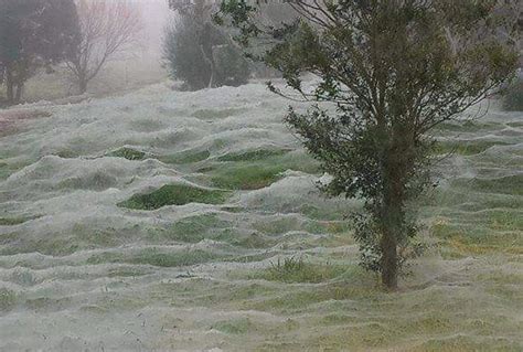 Does This Photograph Show A Park Covered With Spider Webs Spider Web