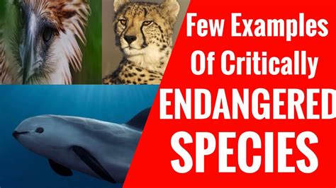 Few Examples Of Critically Endangered Species Youtube