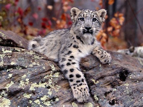 Indian Snow Leopard Athenaphrodite