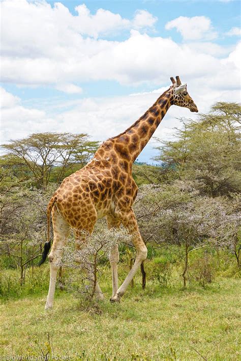 Kenya Masai Mara Giraffe Big World Small Pockets