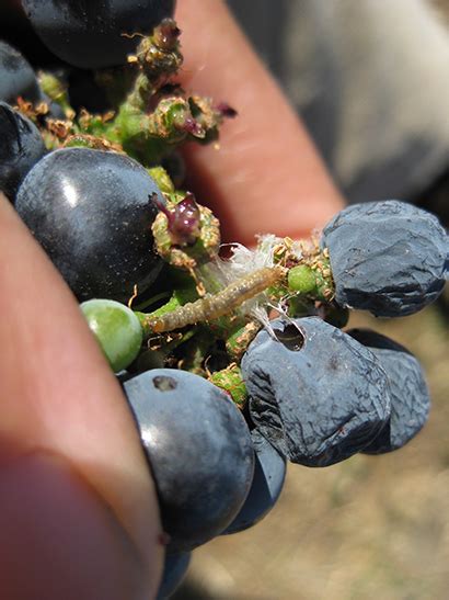 The Mechanism Matters How Leaf Removal Kills A Common Grape Pest