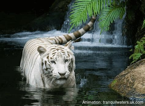 Fantasy art - Page 72 - Animated Fantasy Art - Water ...