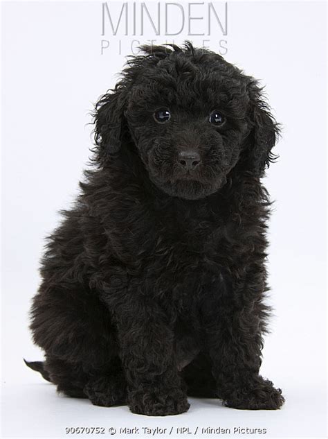 Labradoodle X Toy Poodle Wow Blog