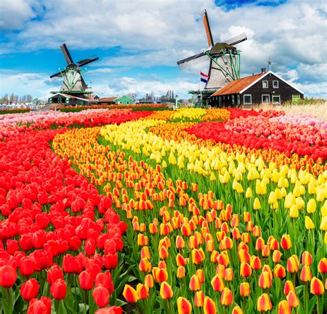 More than 7 million flower bulbs are planted in keukenhof every year. Keukenhof: een bloemensensatie in Nederland - Camptoo NL Blog