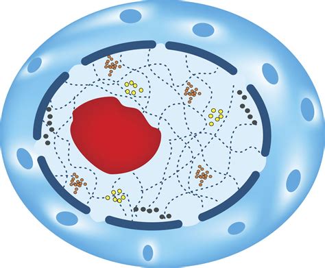 This is the currently selected item. A Labeled Diagram of the Animal Cell and its Organelles ...