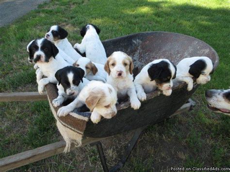 Registered english setter puppies, males and females, tri colored and orange belton available. English Setter Puppies for Sale in Cle Elum, Washington ...