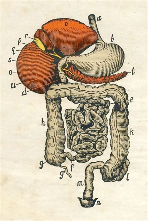 Scientific Illustration Human Anatomy Art Medical Drawings Anatomy Art