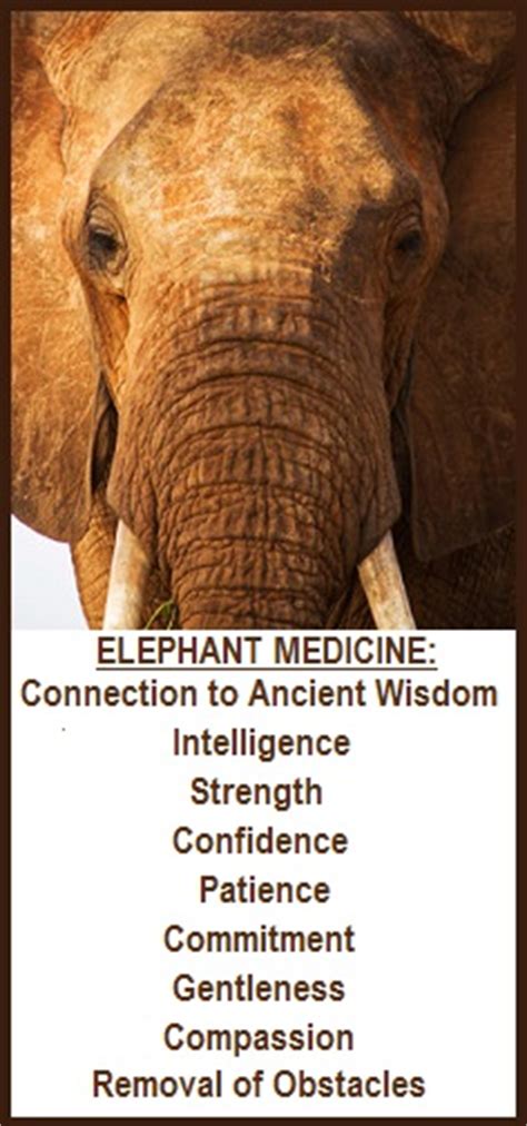 Animal Spirit Guide Elephant Balanced Womens Blog