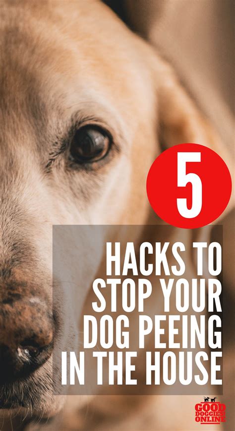 Check spelling or type a new query. 5 Simple Hacks on How to Stop a Dog From Peeing in the ...