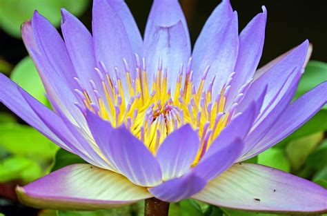 Check spelling or type a new query. Free photo: Water Lily, Flower, Flowers, Purple - Free ...