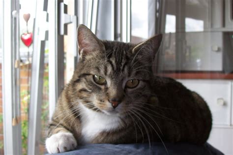 Damit du deiner samtpfote ein schmackhaftes und gesundes mahl im katzennapf servieren kannst, findest du im zooroyal katzenshop verschiedenes futter zur auswahl. Tieranzeigen Hauskatzen Kleinanzeigen