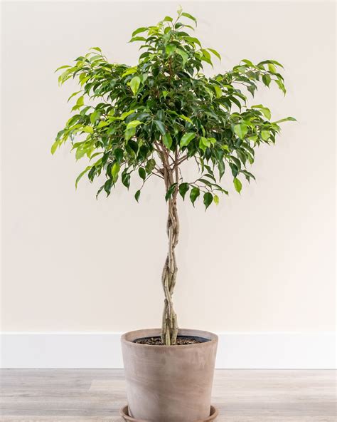 Large Braided Ficus Tree Indoor Tall Indoor Plants Large Indoor Plants Low Light Tall House