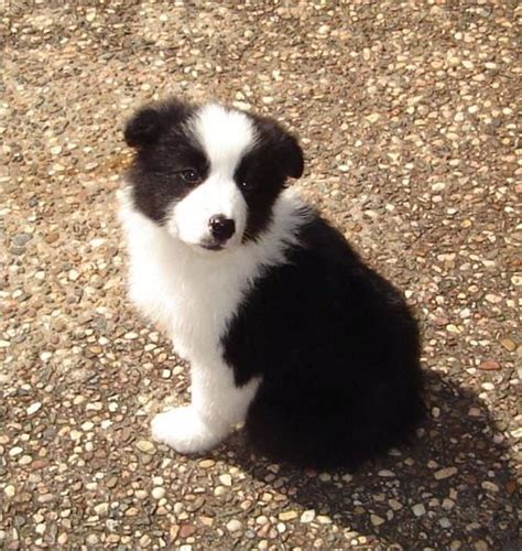 Puppies Pictures For Pet Border Collie Puppy Pictures
