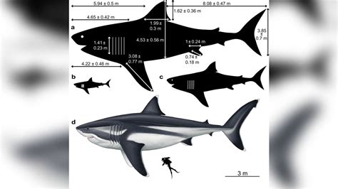 True Size Of The Prehistoric Megalodon Shark Revealed Cnn