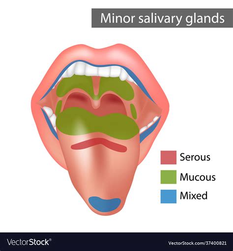 Major Salivary Glands Diagram Quizlet
