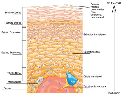 Epiderme O que é função camadas da pele anatomia células