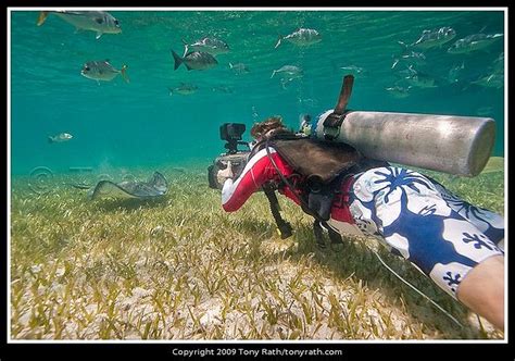 Scuba Diver At Hol Chan Marine Reserve Ambergris Caye Belize Scuba
