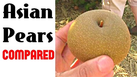 asian pear comparison weird fruit explorer ep 254 chinese pear chewathai27
