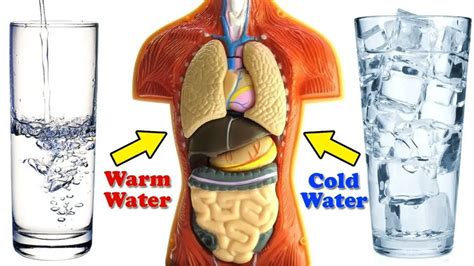 Cold Water Vs Warm Water One Of Them Is Damaging To Your Health