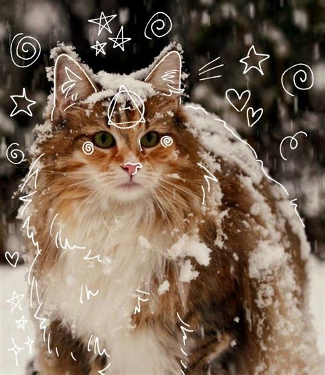 Norwegian Forest Cat Therian Norwegian Forest Cat Silly Cats