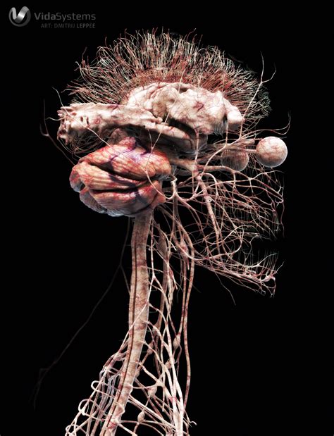 Central nervous system stock photographs by gromaler 1 / 362 human nerve system stock photography by eraxion 21 / 925 the female nervous system picture by eraxion 2 / 26 nervous system of female body stock photographs by pankajstock123 2 / 44 male nervous system with brain picture by pankajstock123 1 / 18 human active neurons stock images by. Best 55+ The Nervous System Wallpaper on HipWallpaper | Solar System Galaxy Wallpaper, Solar ...