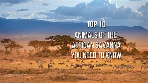 Top 10 Animals Of The African Savanna You Need To Know Proto Animal