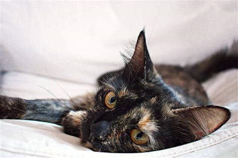 Cat coat genetics determine the coloration, pattern, length, and texture of feline fur. Tortoiseshell Cats Facts, Genetics And Personality