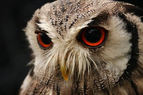 However, there are conditions that specifically affect the eye, including: Red Eyes Owl Wallpaper 4K 5K Background | HD Wallpaper ...