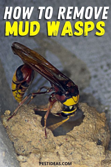 Learn How To Remove Mud Dauber Wasps And Their Nests Wasp Mud Get