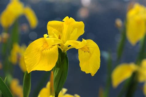 30 Types Of Yellow Flowers With Pictures Flower Glossary