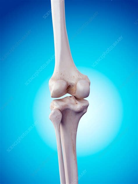 Human Knee Anatomy Stock Image F0158197 Science Photo Library