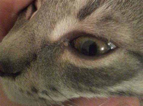 A cat in heat can display bursts of affection. Cat Has Milky White Discharge from Eyes | ThriftyFun