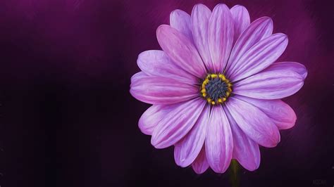 Purple Flower Hd Wallpapers Backgrounds