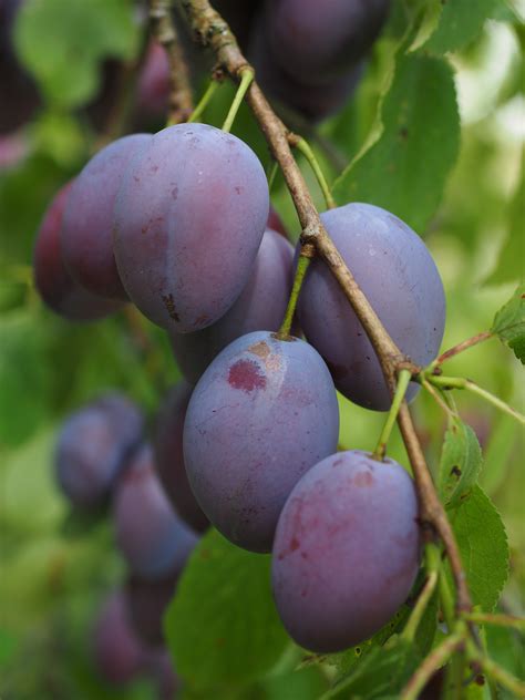 Free Images Branch Fruit Berry Flower Purple Food Produce Blue