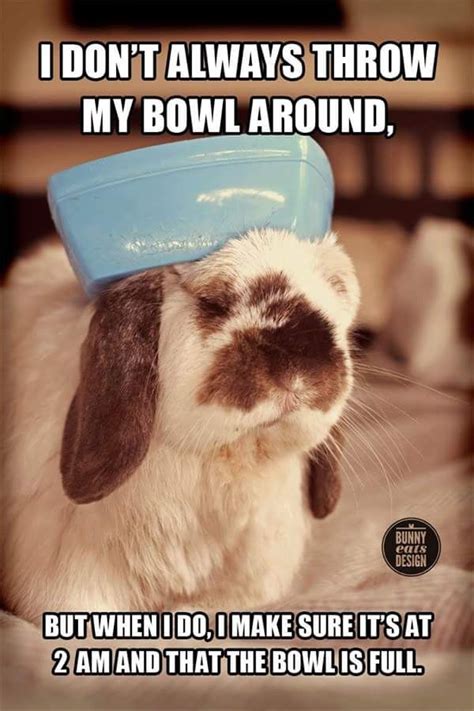 17 Best Rabbit Humor Images On Pinterest Funny Bunnies Baby Bunnies