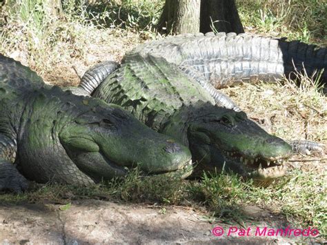 Alligators Crocodiles Land Turtles