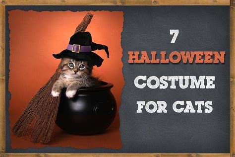 7 Halloween Costumes For Your Cat For 2022 Zooawesome