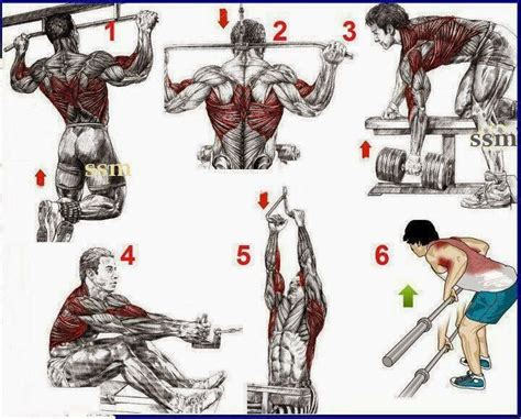 Pin By Braulio Barraza On Gym Back Workout For Mass Good Back
